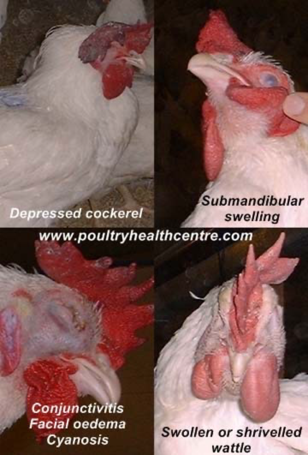 <p><span><strong><span>Caused by:</span></strong></span></p><ul><li><p><span><em><mark data-color="red" style="background-color: red; color: inherit;"><span>Pasturella multocida</span></mark></em></span></p></li></ul><p></p><p><span><strong><span>Susceptible species:</span></strong></span></p><ul><li><p><span><span>Chickens, turkeys and other birds. </span></span></p></li><li><p><span><span>Adult birds and old chickens are more susceptible. </span><mark data-color="yellow" style="background-color: yellow; color: inherit;"><span>Zoonotic!</span></mark></span></p></li></ul><p></p><p><strong>Transmission:</strong></p><ul><li><p><span><span>Oral or nasal with </span><mark data-color="red" style="background-color: red; color: inherit;"><span>transmission via nasal exudate, fece</span></mark><span>s and contaminated soil, equipment and people.</span></span></p></li></ul><p></p><p><strong>Epizootology:</strong></p><ul><li><p><span><span>Outbreaks occur in cold and wet weather, typically in</span><mark data-color="red" style="background-color: red; color: inherit;"><span> late summer, fall and winter. </span></mark></span></p></li></ul><p></p><p><strong>Clinical signs:</strong></p><ul><li><p><span><span>2 different forms:</span></span></p></li></ul><p><span><strong><mark data-color="purple" style="background-color: purple; color: inherit;"><span>Acute: </span></mark></strong></span></p><ul><li><p><span><mark data-color="red" style="background-color: red; color: inherit;"><span>dead birds</span></mark><span> without any clinical signs</span></span></p></li><li><p><span><mark data-color="red" style="background-color: red; color: inherit;"><span> fever, depression, anorexia, ruffled feathers, green urates</span></mark></span></p></li><li><p><span><span>Mortality increases rapidly.</span></span></p></li></ul><p><span><strong><mark data-color="purple" style="background-color: purple; color: inherit;"><span>Chronic: </span></mark></strong></span></p><ul><li><p><span><mark data-color="red" style="background-color: red; color: inherit;"><span>swollen wattles, joints, tendons and footpads</span></mark><span> due to accumulated fibrinosuppurative exudate</span></span></p></li><li><p><span><span>May be </span><mark data-color="red" style="background-color: red; color: inherit;"><span>exudative conjunctivitis and pharyngitis</span></mark></span></p></li></ul><p></p><p><strong>Diagnosis:</strong></p><ul><li><p><span><span>Bacterial culture</span></span></p></li><li><p><span><span>PCR, ELISA and other serological tests</span></span></p></li></ul><p><span><strong><span>Treatment and prevention:</span></strong></span></p><ul><li><p><span><mark data-color="red" style="background-color: red; color: inherit;"><span>ATB may reduce mortality</span></mark><span> but wont eliminate P. multocida from a flock.</span></span></p></li><li><p><span><span>Good biosecurity. </span><mark data-color="red" style="background-color: red; color: inherit;"><span>Vaccination.</span></mark></span></p></li></ul><p></p>