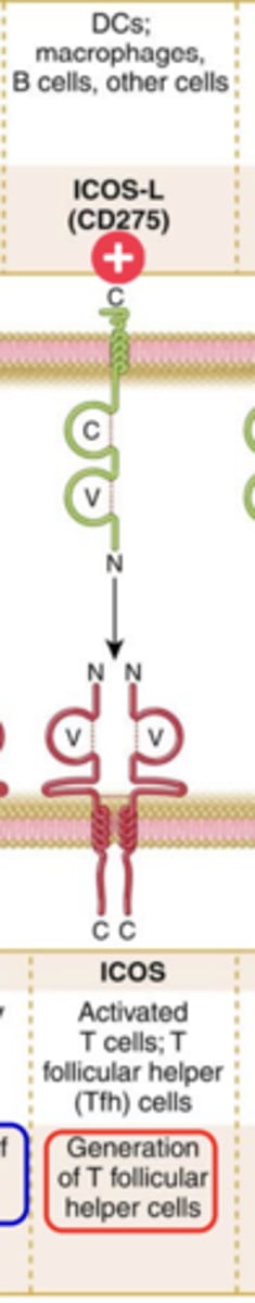 <p><strong>Ligand that binds to it</strong>: ICOS-L (CD275)</p><p><strong>Expression on T cells</strong>: Activated T cells, T follicular helper (Tfh) cells </p><p><strong>Major function</strong>: <strong><span class="bgP">Generation of T follicular helper cells</span></strong>***</p>