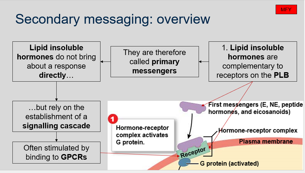 <p>Lipid insoluble hormones are complementary to receptors on the PLB, therefore are called primary messengers. Lipid insoluble hormones do not bring about a response directly but rely on the establishment of a signaling cascade, often stimulated by binding to GPCRs.</p>