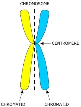 <p>The two identical arms of the chromosome are called <strong>chromatids</strong> &amp; are joined at the <strong>centromere </strong></p>