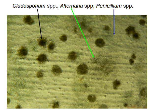 <p>rząd: Pleosporales</p>