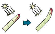 <ul><li><p>when shoot tip is exposed to light more auxin accumulates on other side thats in shade than the side thats in light</p></li><li><p>makes cells grow (elongate) faster on shaded side so shoot bends towards light</p></li></ul>