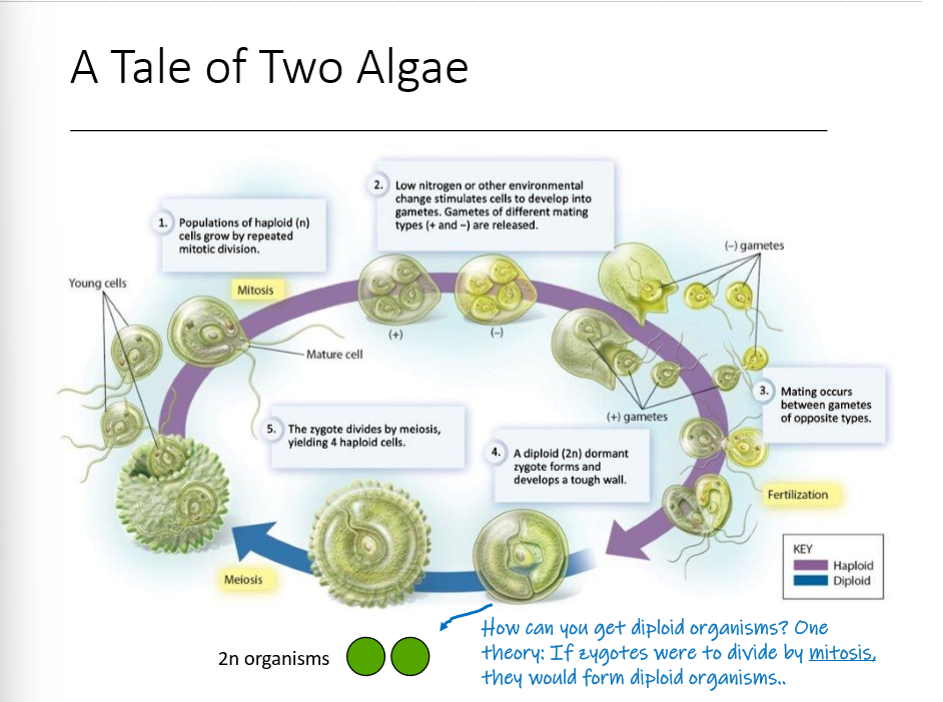 <ol><li><p>populations of haploid cells grow by repeated mitotic division</p></li><li><p>Cells are stimulated into developing into gametes (both + and - are released)</p></li><li><p>mating occurs between gametes of opposite types</p></li><li><p>a diploid dormant zygote forms and develops a tough wall</p></li><li><p>the zygote divides by meiosis, yielding 4 haploid cells</p></li></ol>