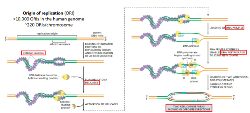 <p>Wat gebeurt er tijdens de opening van de dubbele helix bij DNA-replicatie?</p>