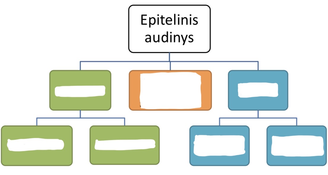 <p>Kaip klasifikuojamas epitelinis audinys?</p>