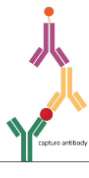 <p>What type of <strong>non-competitive</strong> immunoassay involves the detection of an antigen in a patients serum that is trapped between 2 antibodies and using a secondary antibody as the substrate?</p>