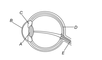 <p><strong>Carrison views a movie in her home. In the figure, what letter corresponds to the light-sensitive surface of the eye that contains photoreceptors that receive the images of the movie?</strong></p><p>A) A</p><p>B) B</p><p>C) C</p><p>D) D</p>