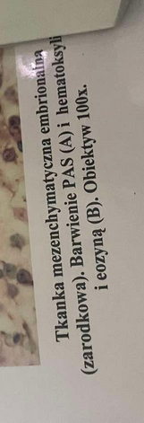 <p>pierwotna tkanka zarodkowa, komórki pluripotencjalne, luźny ukłąd pozwala na przepływ metabolitów i substancji odżywczych bo tworzy luźną sieć</p>