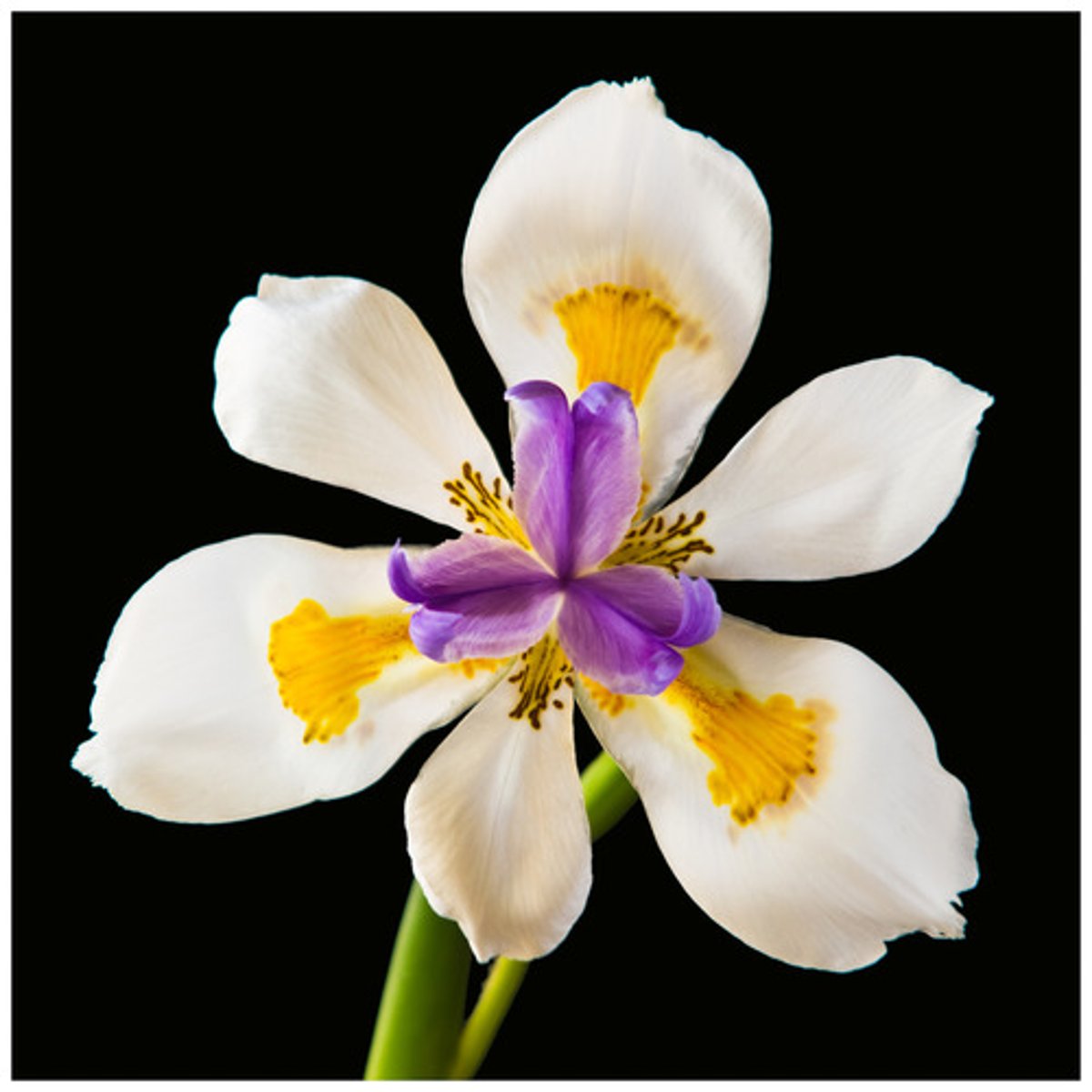 knowt flashcard image