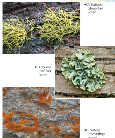 <ul><li><p>symbiotic association between photosynthetic plant and a fungus</p></li><li><p>photosynthetic green algae or cyanobacteria</p></li><li><p>fungus is usually an Ascomycete</p></li><li><p>photosynthetic cells are held in a mass of fungal hyphae</p></li></ul><p></p>