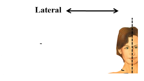 <p>away from midline</p>