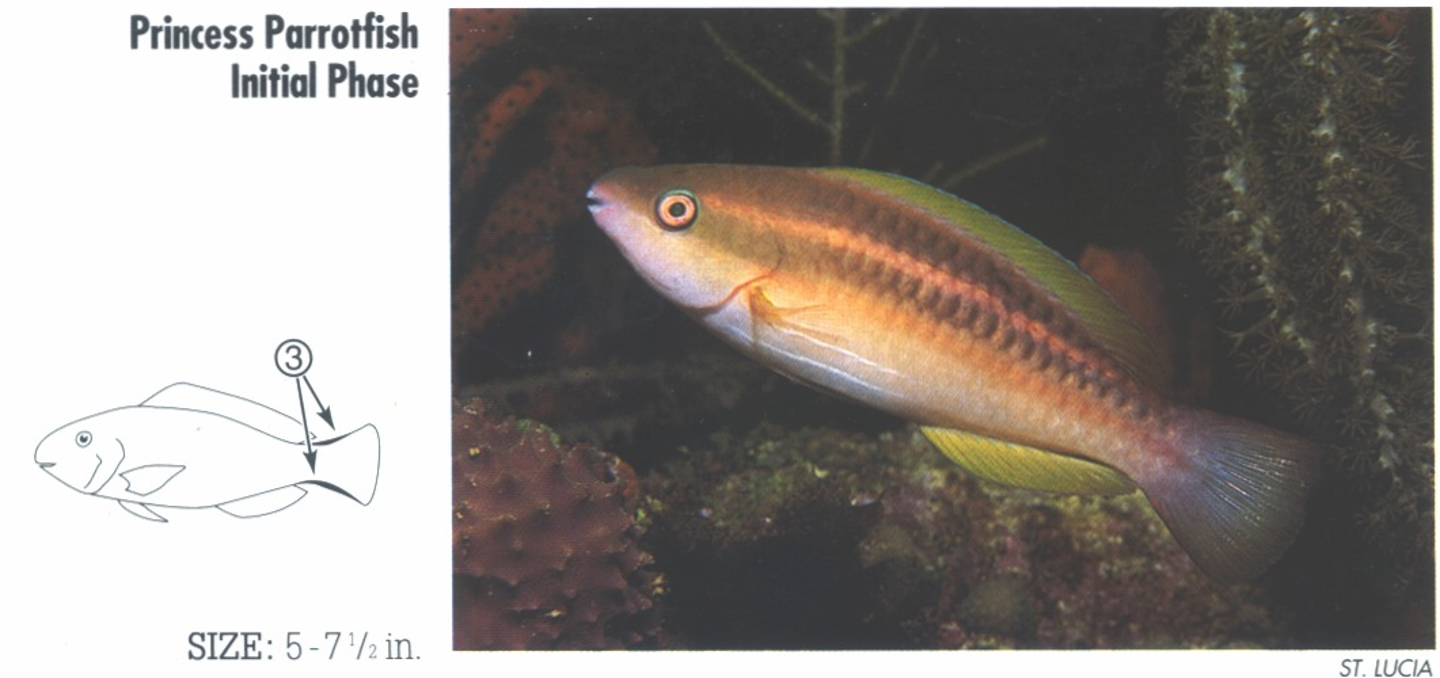 <p><span>IP: 3. Border of tail dark. (Similar Striped Parrotfish, <em>S. iserti</em>, distinguished by lack of marking on border of tail.</span></p>