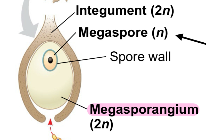 <p><span>A structure found within the ovule of seed plants that contains megaspores </span></p><ul><li><p><span>This is the site where megaspores undergo meiosis to produce haploid megagametophytes, which eventually develop into egg cells</span></p></li></ul>