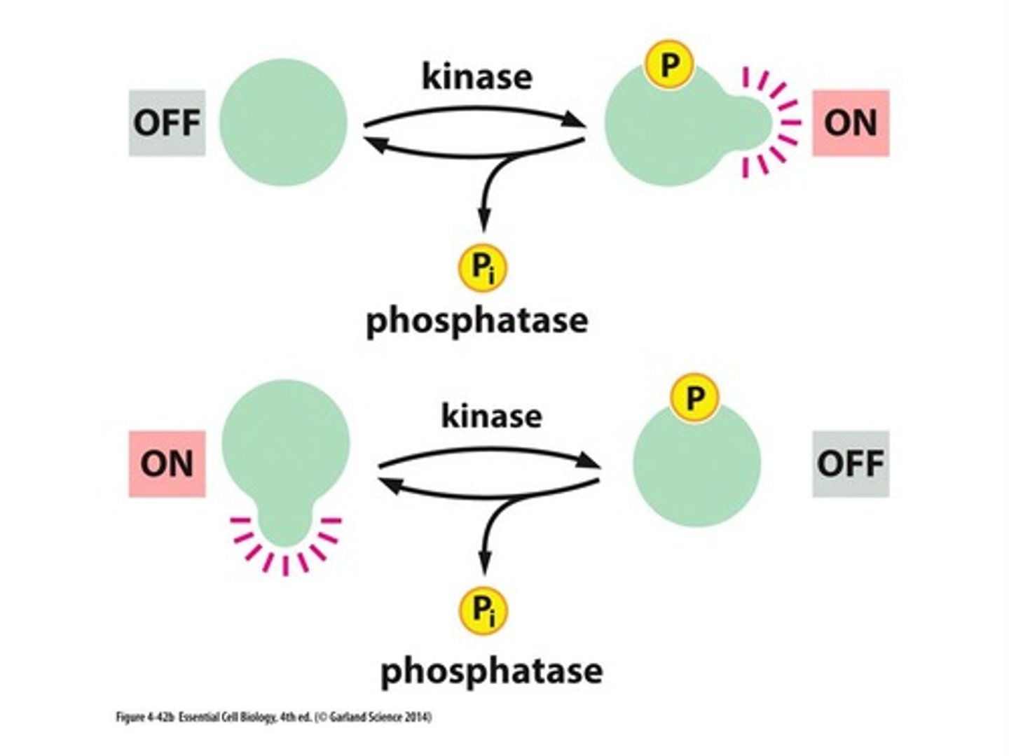<p>kinase: phosphorylates OH of serine, threonine, tyrosine to make ACTIVE protein</p><p>phosphatase: removes phosphate</p>