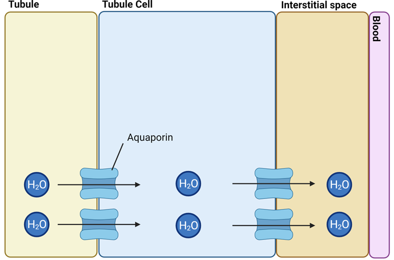 <p>• Collecting duct tubule cells contain lots of water channels (Aquaporins)</p><p>• Interstitial space full of salt from Na+ reabsorption</p><p>• Allows free flow of water out of tubule, through cell, and into interstitial space </p><p></p>