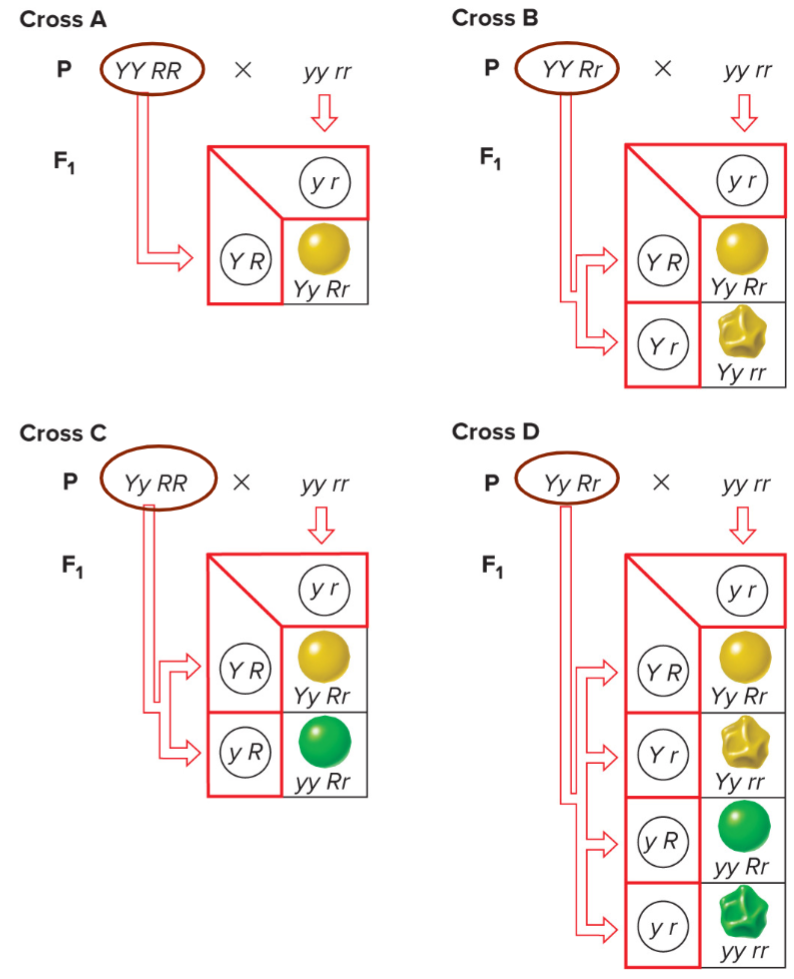 * testcross dihybrids to individuals that are homozygous for both recessive traits