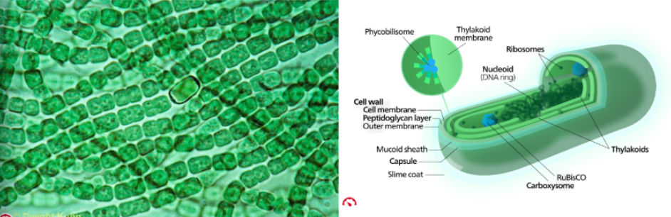 <ul><li><p>prokaryotic organisms common in aquatic and terrestrial ecosystems</p></li><li><p>named for the blueish pigment phycocyanin, use to capture light energy in photosynthesis pigments (not all are blue &amp; pigments not contained within organelles)</p></li><li><p>abundant components of marine and freshwater plankton</p></li><li><p>ecologically essential, accounting for much of primary production occurring on earth</p></li><li><p>photoautotrophs, use carbon dioxide and solar energy to produce their own carbon-based food (glucose)</p></li><li><p>only photosynthetic prokaryotes</p></li></ul><p></p>