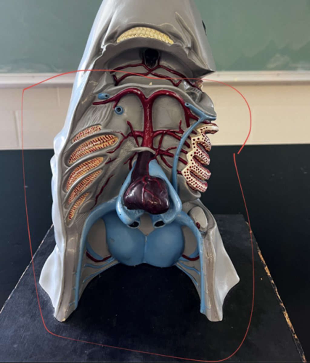 <p>does this area circled contain oxygenated or deoxygenated blood?</p>