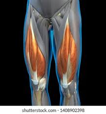 <p>anterior thigh </p>