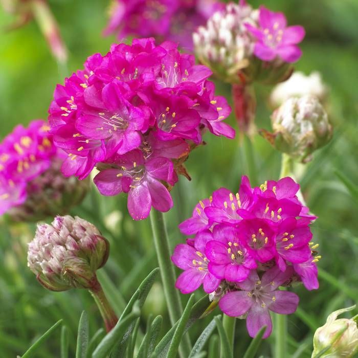 <p>Thrift - <em>Armeria maritima </em></p>