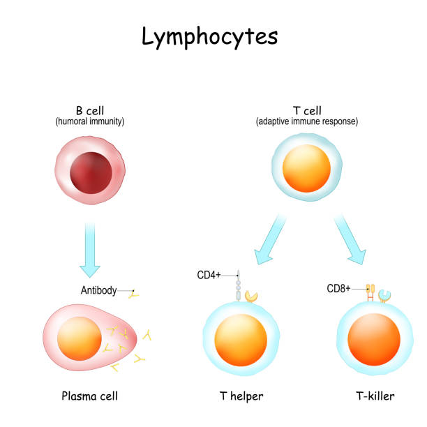 <p>Lymphocyte</p>