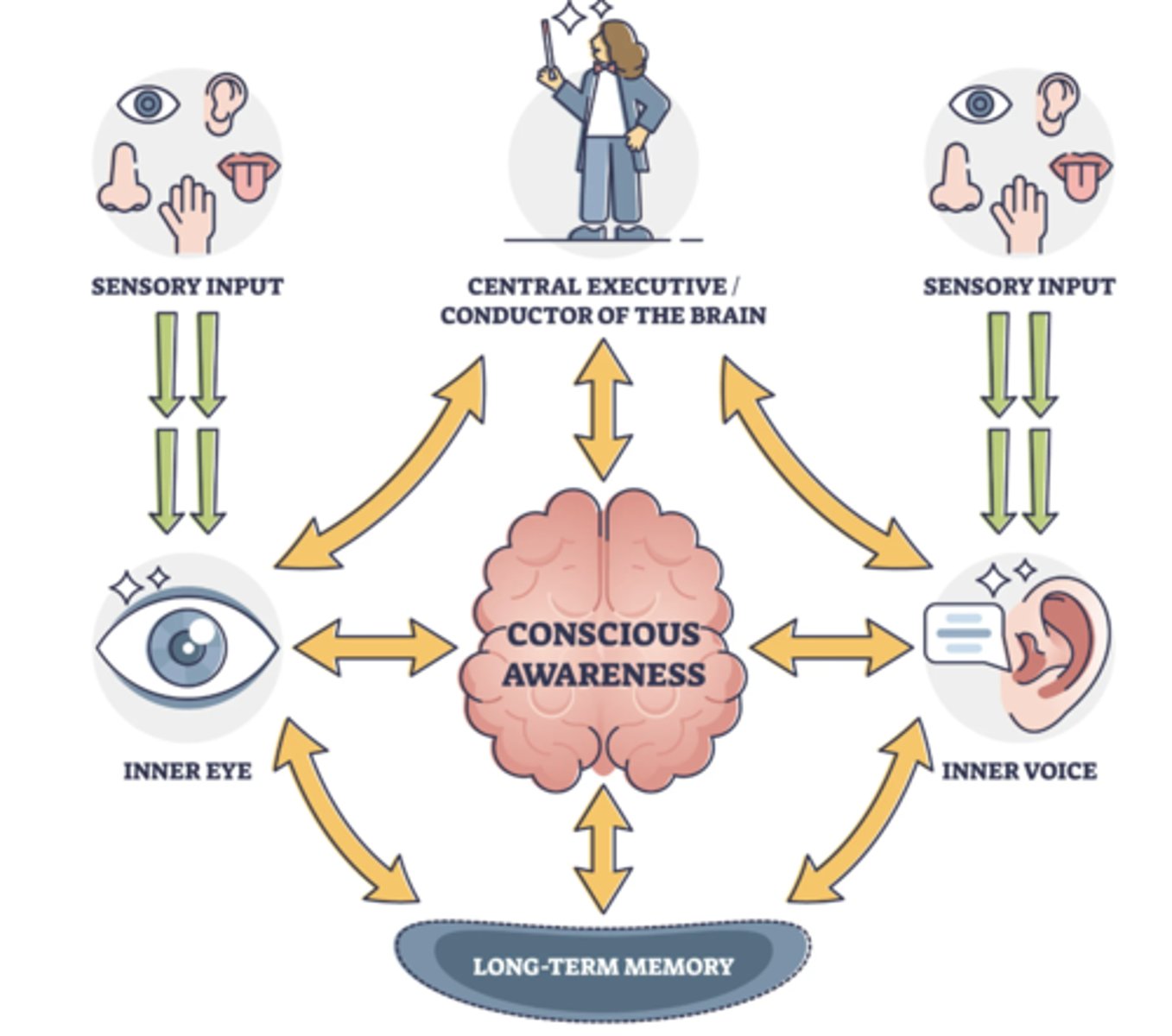 <p>A model describing different components of working memory.</p>