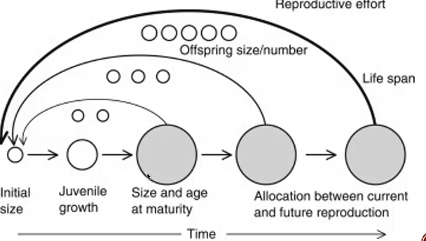 <p>timing and relative energy put into growth, reprod, and survival</p>
