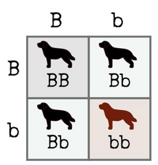 <p>Punnett square</p>