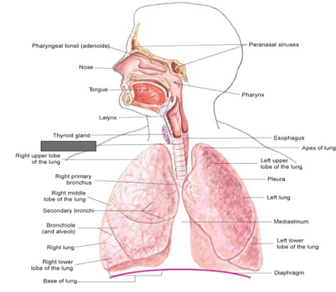 term image
