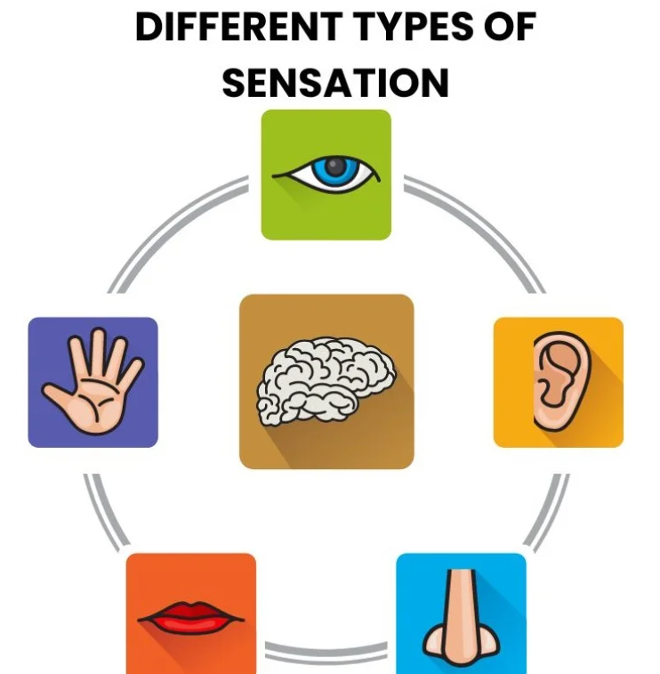 <p>the process by which our sensory receptors and nervous system receive and represent stimulus energies from our environment</p>