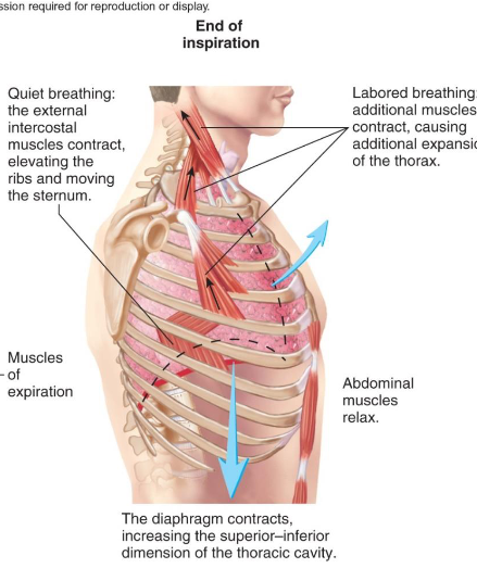 <p>muscles of inspiration</p>