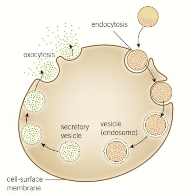 <p>Endocytosis- the bulk transport of material <strong>into</strong> cells</p><p>This includes:</p><ul><li><p><strong>Phagocytosis</strong> intakes <strong>solid</strong> material- the membrane bends inwards and <strong>engulfs</strong> the material, creating a vacuole around it</p></li><li><p><strong>Pinocytosis</strong> is the same process but intakes <strong>liquids</strong></p></li></ul><p><strong>Energy is required </strong>for this process- it is a form of active transport</p>