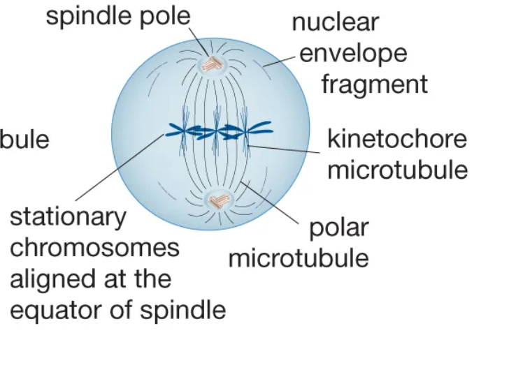 <p>The stage of mitosis during which chromosomes align in the middle of the cell.</p>