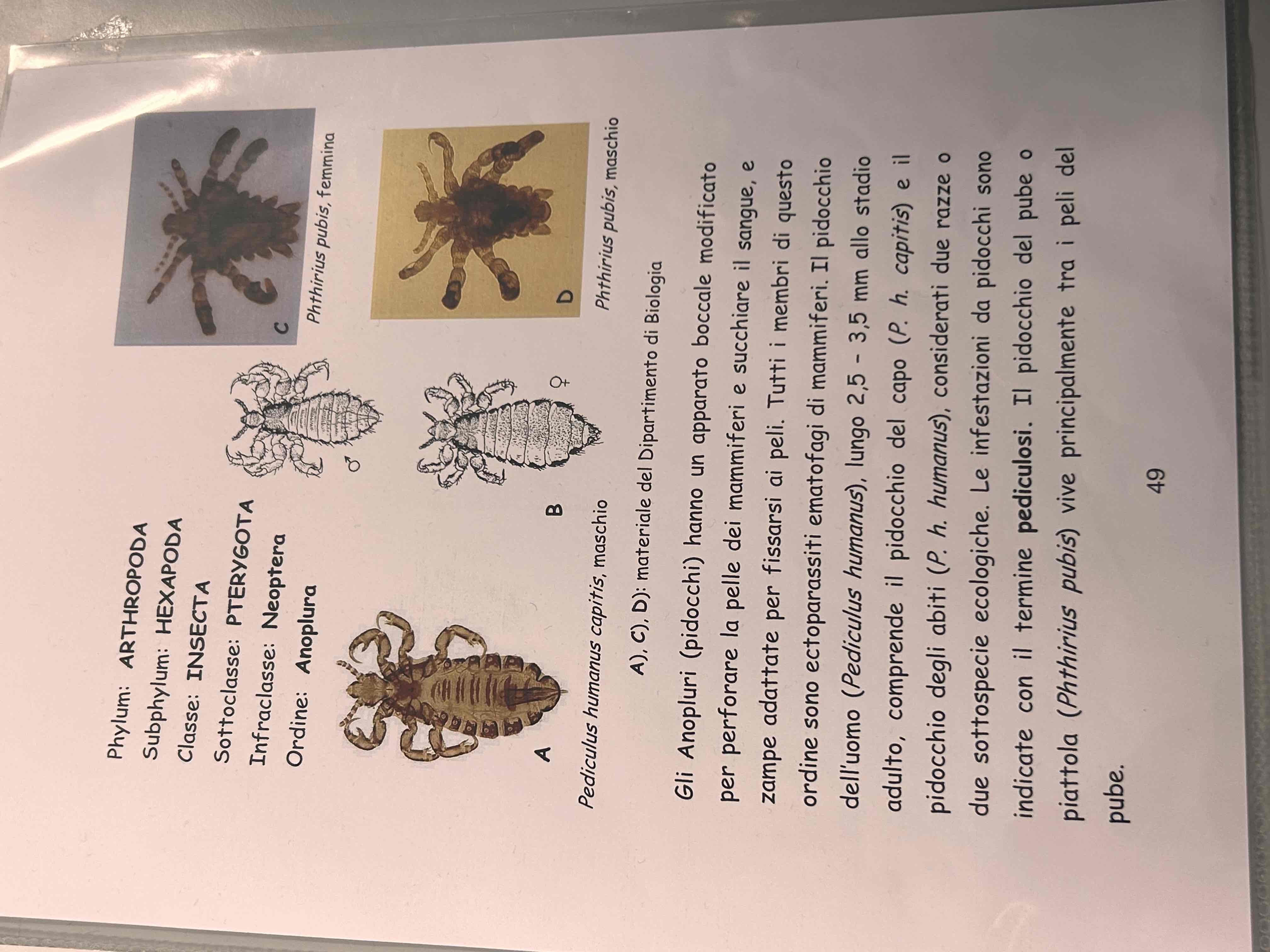 <p>Artropodi</p><p>Esapodi</p><p>Insetti</p><p>Pterygota</p><p>Neotteri</p><p>Eterometaboli</p><p>Anoplura</p><p>Phthirius pubis </p>