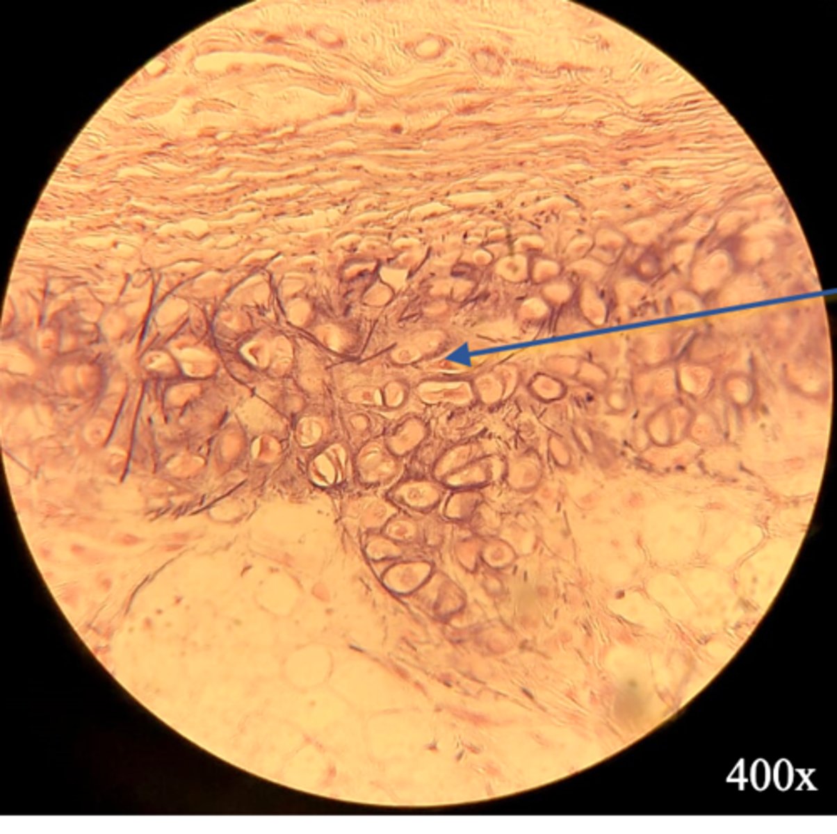 <p>Name the tissue at the pointer</p>