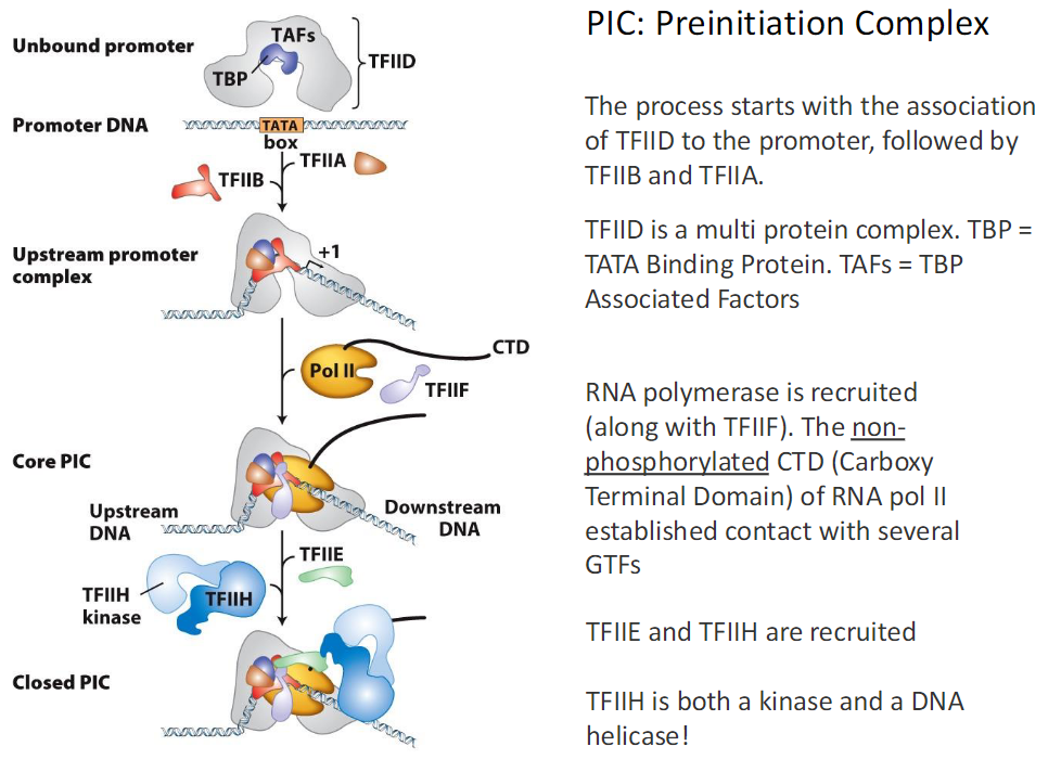 <p><strong>Unbound Promoter</strong><br> Promoter DNA contains a TATA box<br>  Consensus shown as ΥΥΥΛΛΑ TATA ΥΥΥ<br> TFIID binds first<br>  TFIID is a multi protein complex<br>  TBP means TATA Binding Protein<br>  TAFs are TBP Associated Factors</p><p><strong>Early Factor Binding</strong><br> TFIIB binds after TFIID<br> TFIIA binds to stabilize the complex<br> This forms the upstream promoter complex</p><p><strong>RNA Polymerase II Recruitment</strong><br> RNA Polymerase II is recruited with TFIIF<br> Pol II contains a CTD<br>  CTD means Carboxy Terminal Domain<br> CTD is non phosphorylated at this stage<br> Non phosphorylated CTD contacts several GTFs</p><p><strong>Core Pre-Initiation Complex Core PIC</strong><br> TFIIE and TFIIH are recruited<br> TFIIH functions as a kinase and a DNA helicase<br> Upstream and downstream DNA are positioned<br> This state is called the Closed PIC</p><p><strong>Key Term</strong><br> PIC means Pre-Initiation Complex</p>