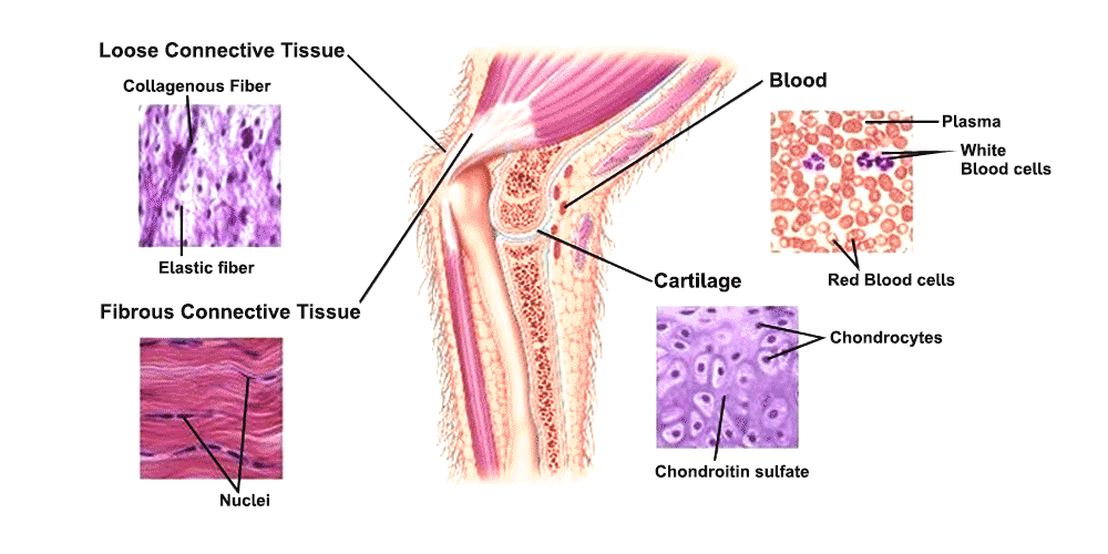 <p>connective tissue function</p>