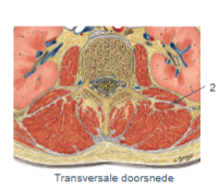 <p><span><span>lig. lumbocostale (FOTO)</span></span></p>