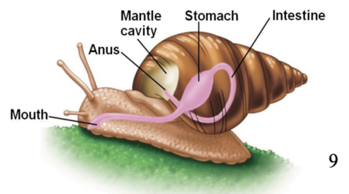 <p>mollusca (digestive system)</p>