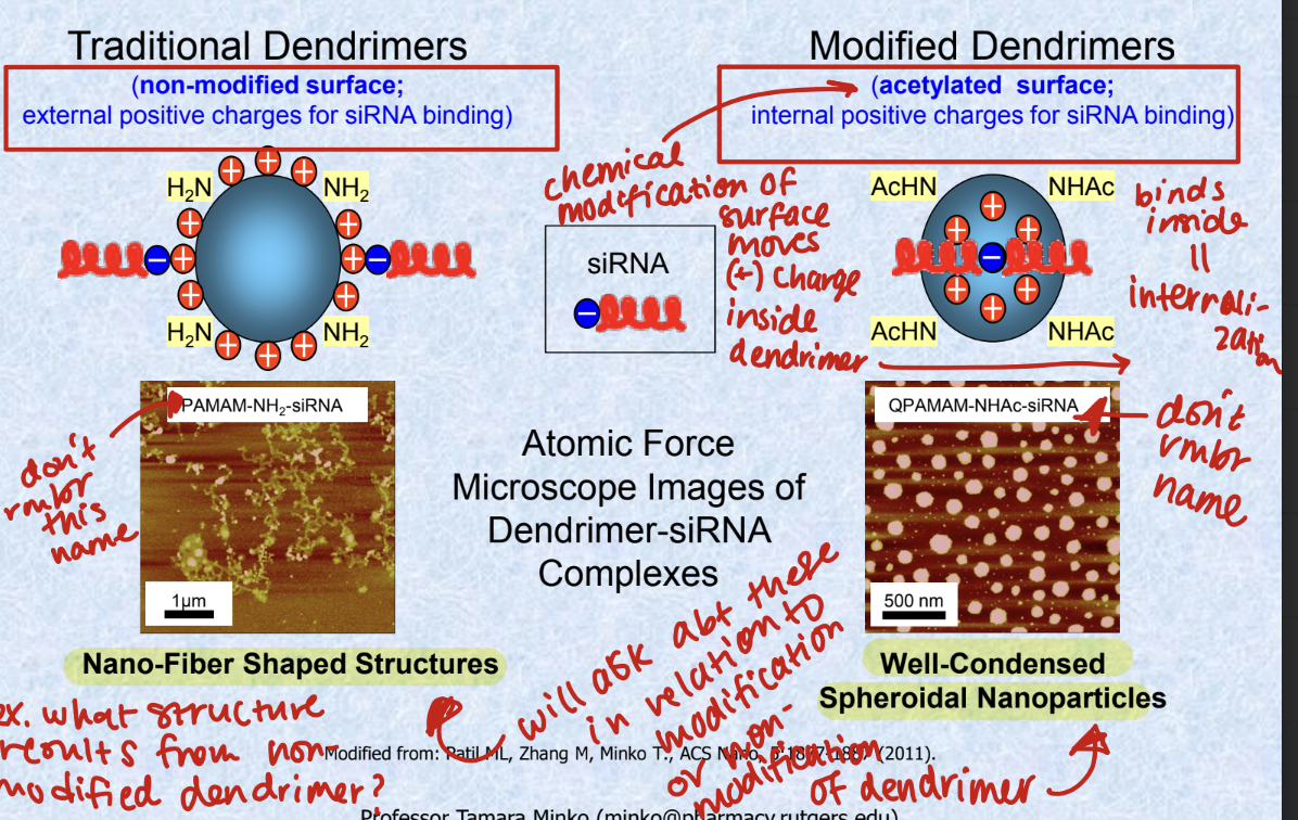 <p>traditional dendrimers</p><ul><li><p>non-modified surface; external <strong>positive chargers</strong> for siRNA binding</p></li><li><p><strong>nano-fiber shaped structures (will ask about this)</strong></p></li></ul><p>modified dendrimers </p><ul><li><p>acetylated surface; internal positive charges for siRNA binding</p></li><li><p>chemical modification of surface moves the + charge inside dendrimer</p></li><li><p><strong>well-condensed spheroidal nanoparticles (will ask about this)</strong></p></li></ul><p></p>