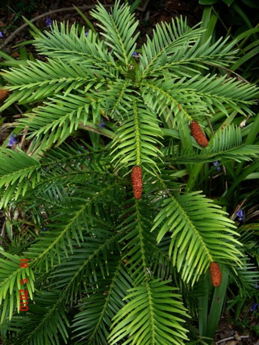 <p>Zeldzame conifeer (Levend fossiel)</p>