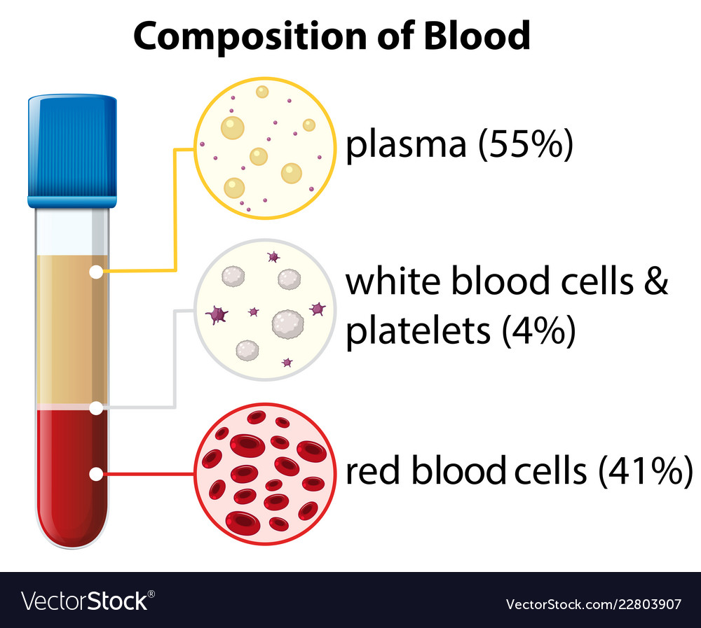 <p>55% plasma</p><p>41% red blood cells (erythrocytes)</p><p>4% leukocytes (WBCs) and platelets</p>