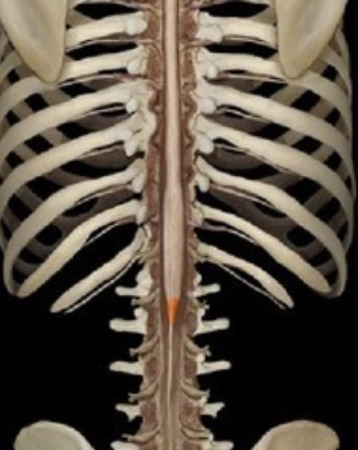 <p>tapered end of spinal cord</p>