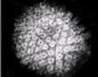 <p>what is this viruses shape/envelope status</p>