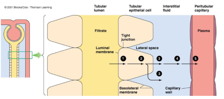 <ol><li><p>Luminal membrane of the tubular cell</p></li><li><p>Cytosol of the tubular cell</p></li><li><p>Basolateral membrane of the tubular cell</p></li><li><p>Interstitial fluid</p></li><li><p>capillary wall</p></li></ol><p></p>