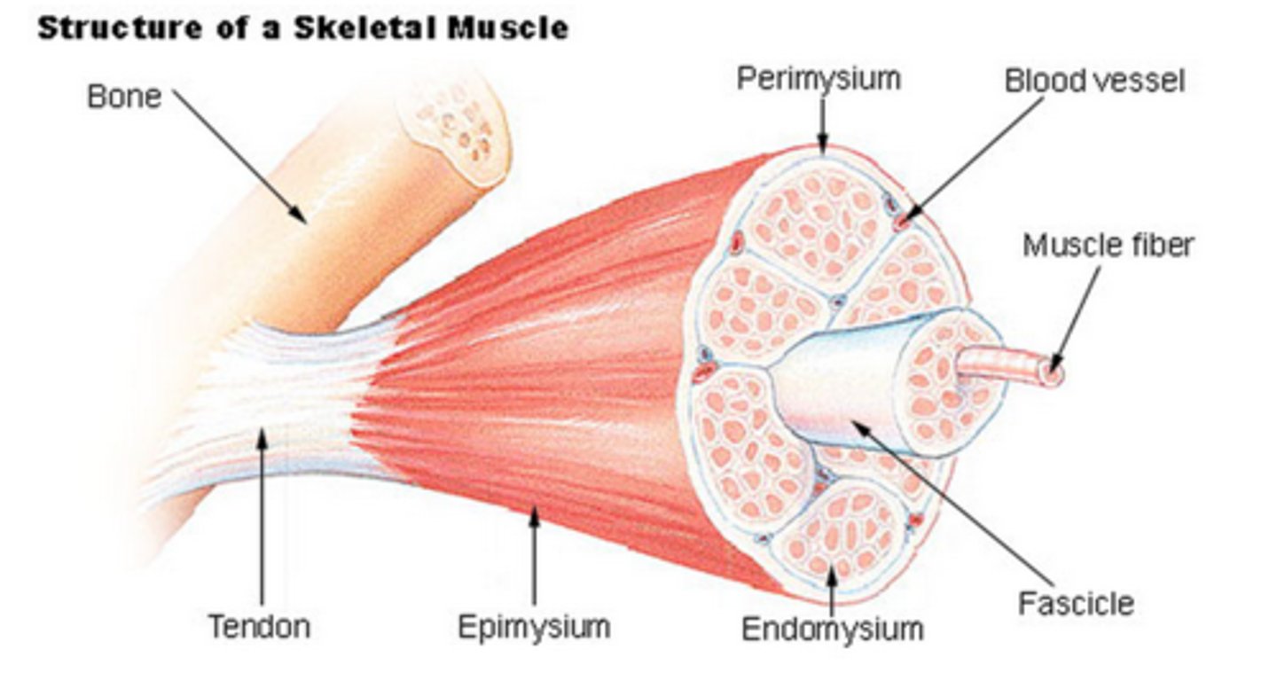 <p>connective tissue covering entire muscle</p>