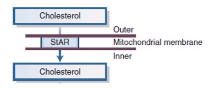 <p><span>Transport of cholesterol into mitochondria by StAR (steroidogenic acute regulatory protein)</span></p>