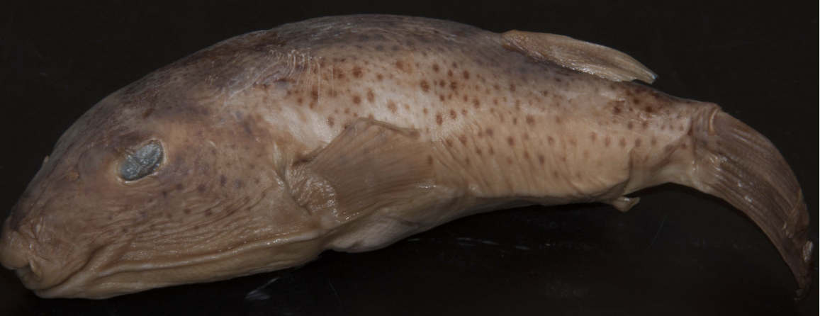 <p>!</p><p>phylum</p><p>subphylum</p><p>superclass</p><p>class</p><p>subclass</p><p>infraclass</p><p>order</p>