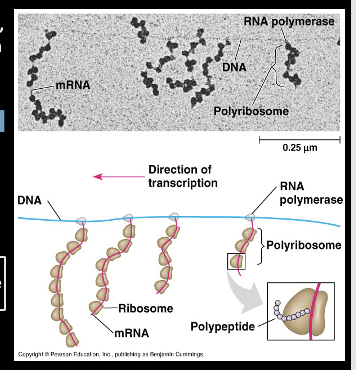 <p>They do not require RNA transcript modification which means RNA transcripts can be translated immediately after being transcribed</p>