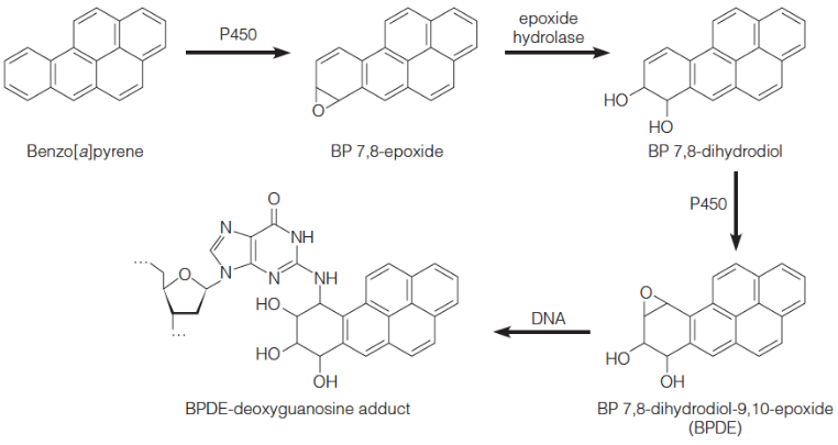 <p>adduct on G-2-exoamino via reactive epoxide</p><p>minor groove </p>